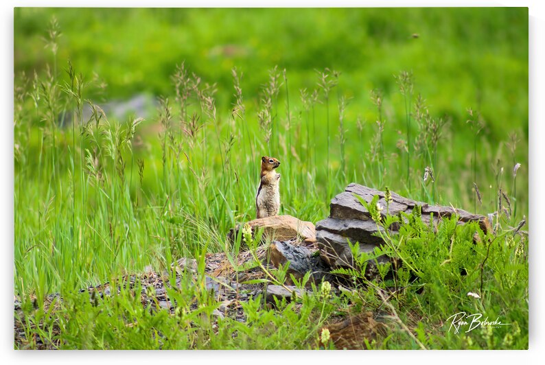 Lookout Duty by Ryan Bobroske Photography