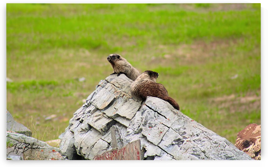 Marmot Rock by Ryan Bobroske Photography