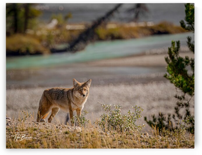 Scavengers Patrol by Ryan Bobroske Photography