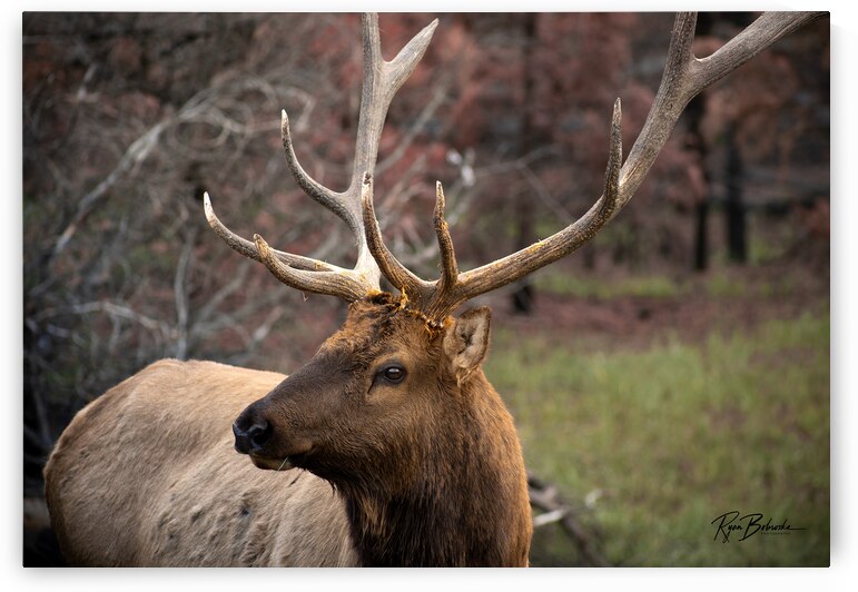 Late In the Rut by Ryan Bobroske Photography