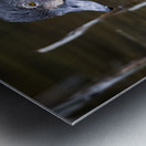 Water off a Ducks Back Metal print