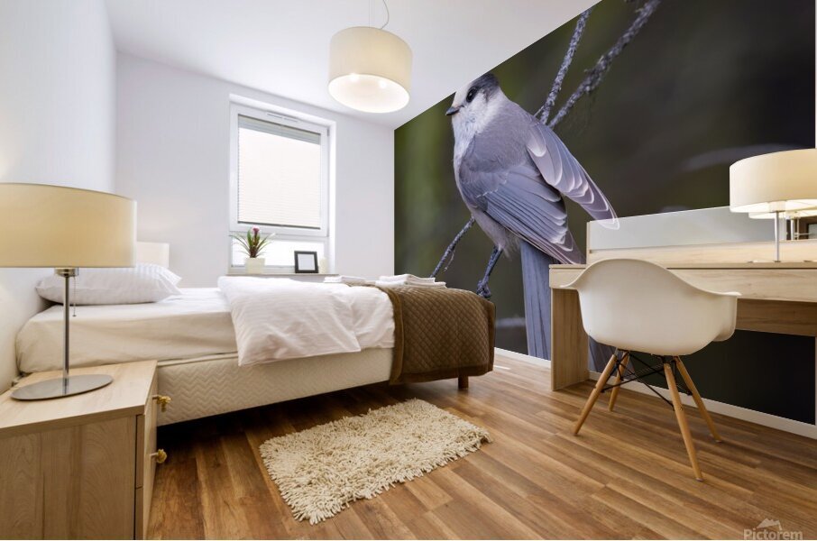 Grey Jay Mural print