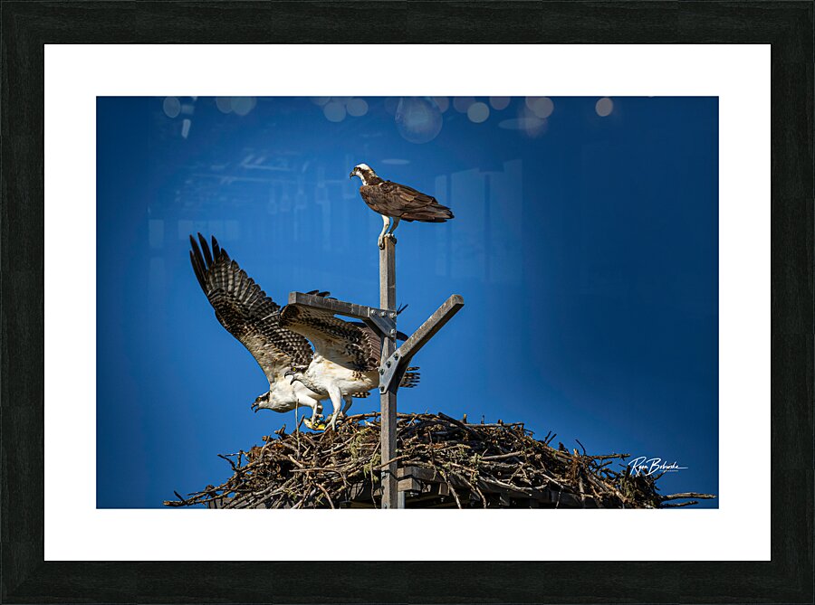 Osprey Nest Picture Frame print