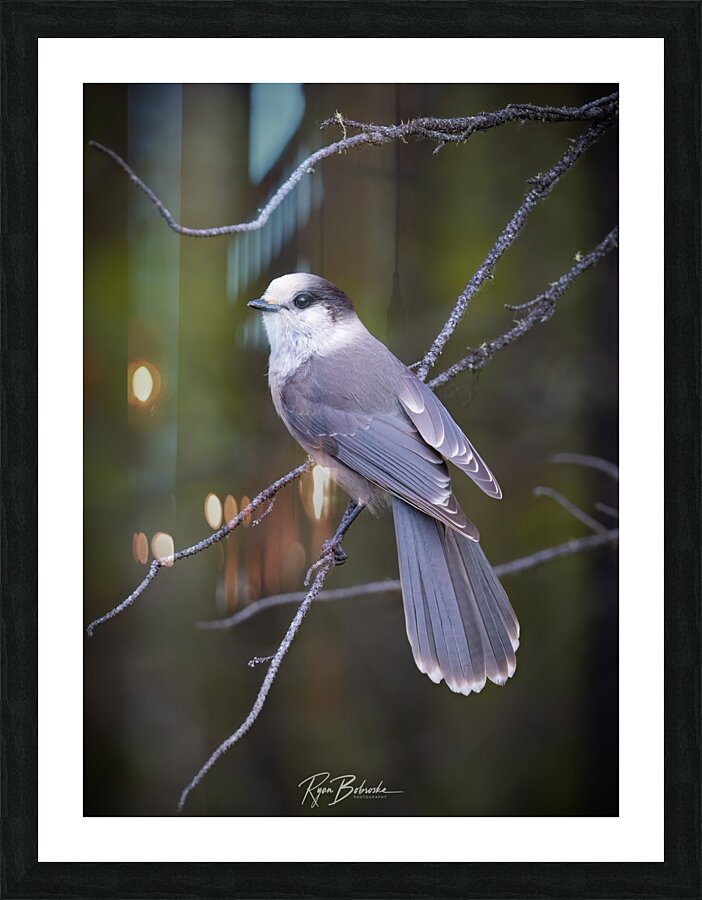 Grey Jay Picture Frame print