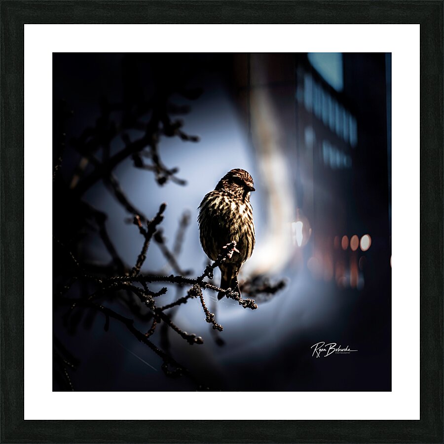 Amidst the Shadows Picture Frame print