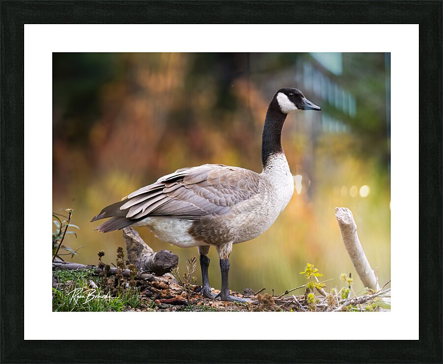 Autumn Goose Picture Frame print