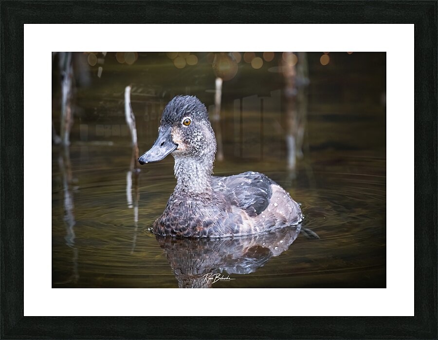 Water off a Ducks Back Picture Frame print