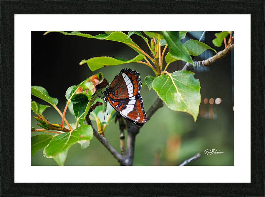 Hanging Out Picture Frame print