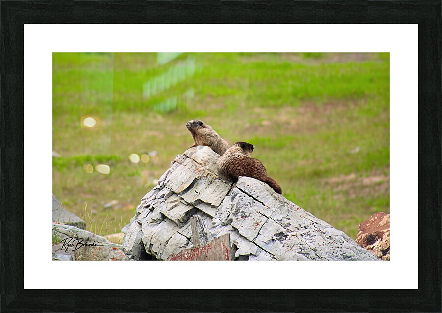 Marmot Rock Picture Frame print