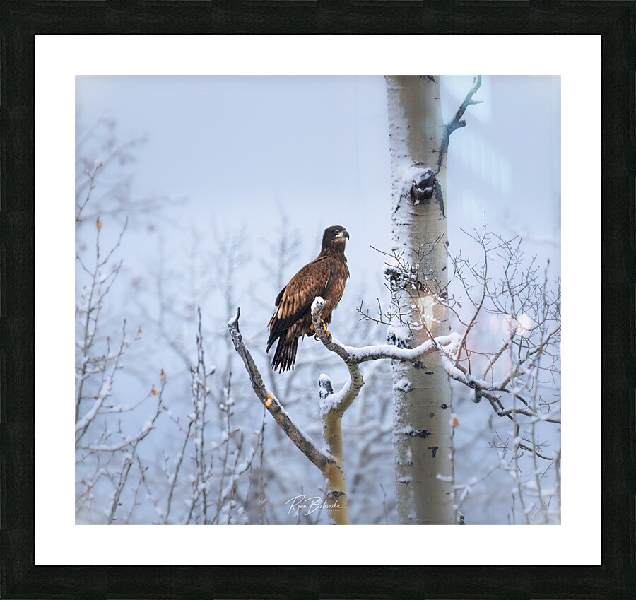 Young Eagle Picture Frame print