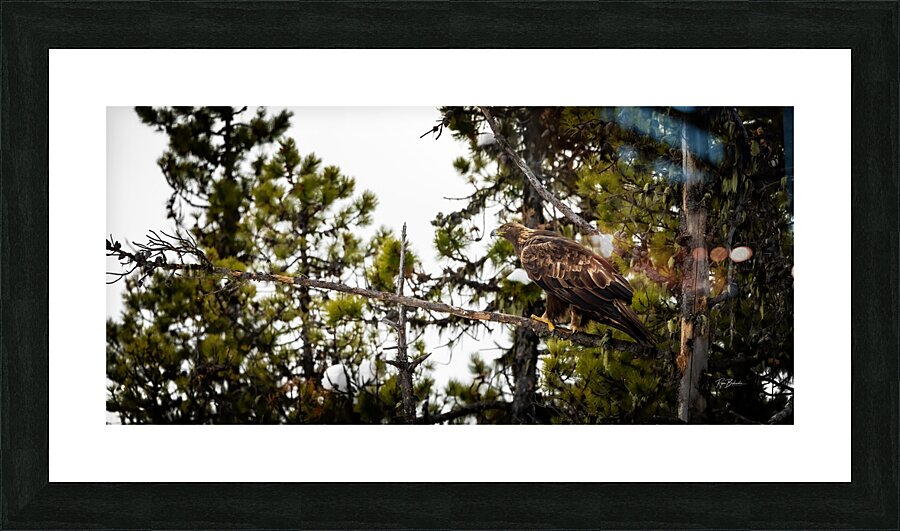 Golden Monarch Picture Frame print