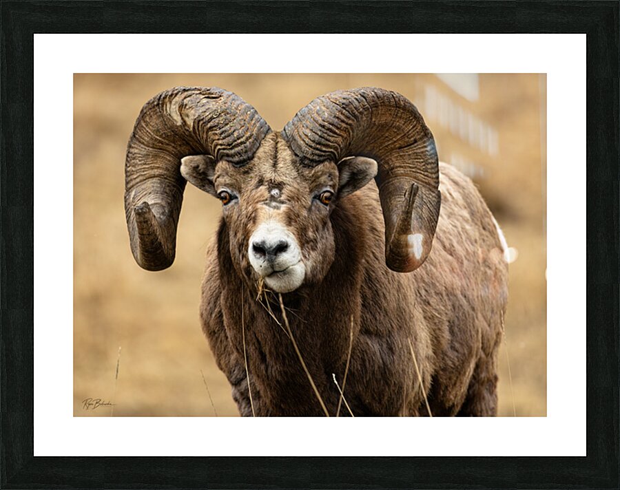 The Boss Picture Frame print
