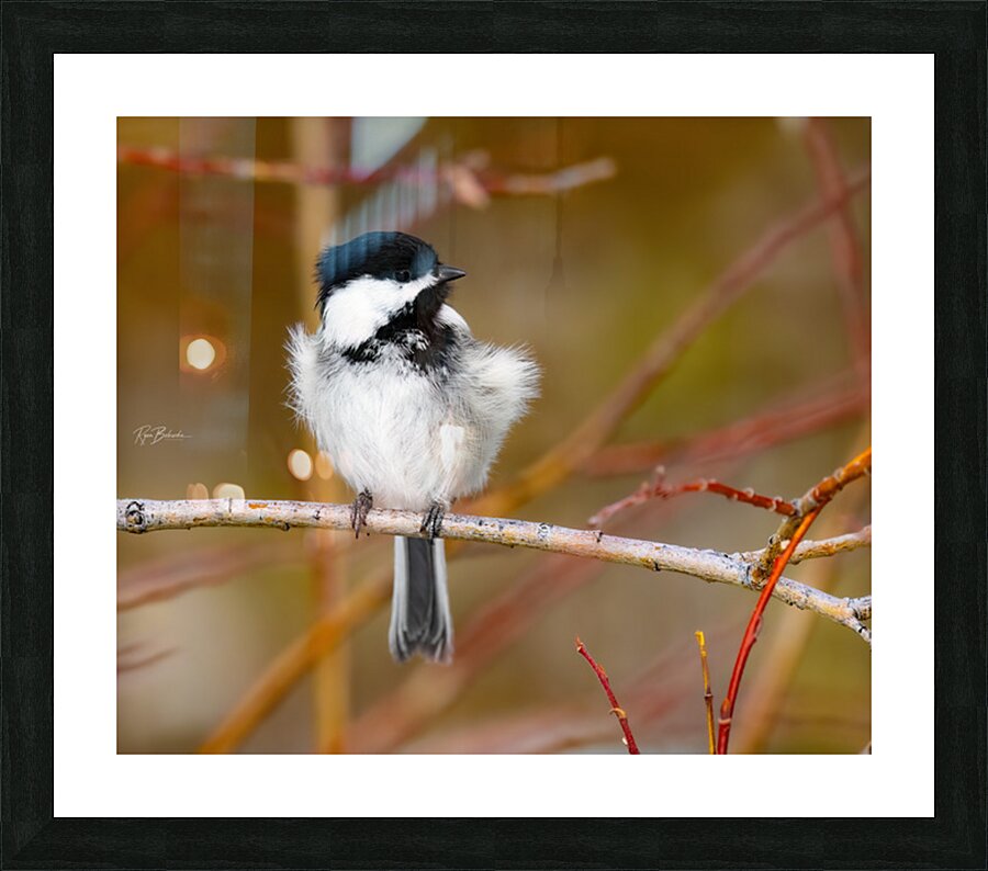 Black Capped Chickadee Picture Frame print