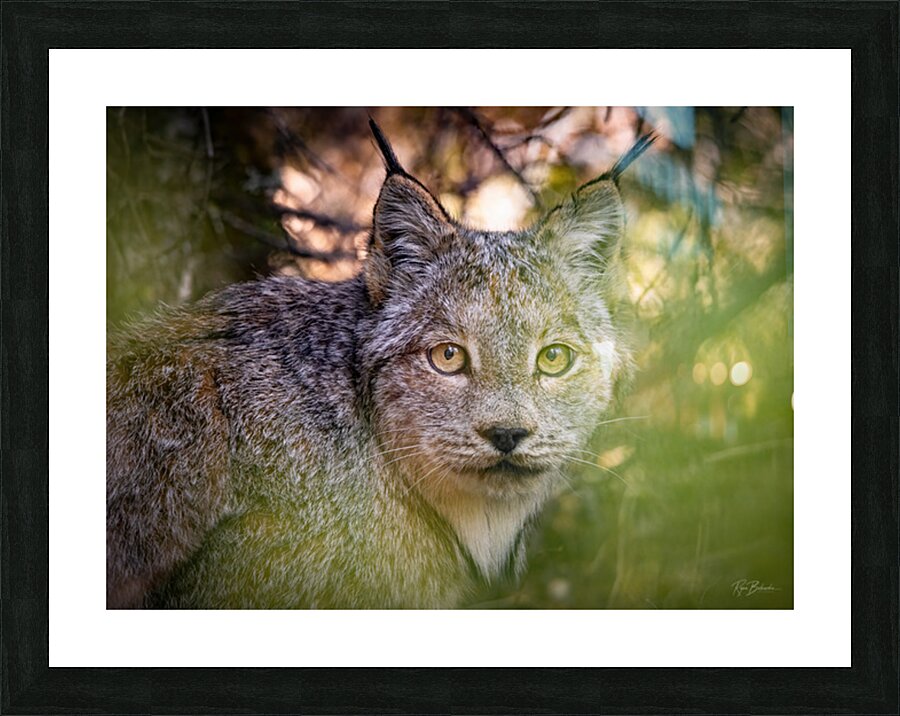 Eye Contact Picture Frame print