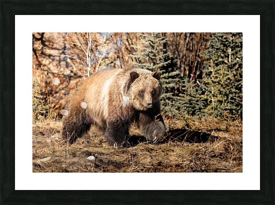 Nomadic Nemesis Picture Frame print
