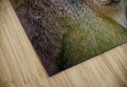 Eye Contact Ryan Bobroske Photography puzzle