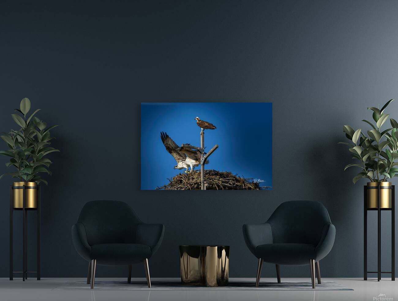 Osprey Nest Reproduction