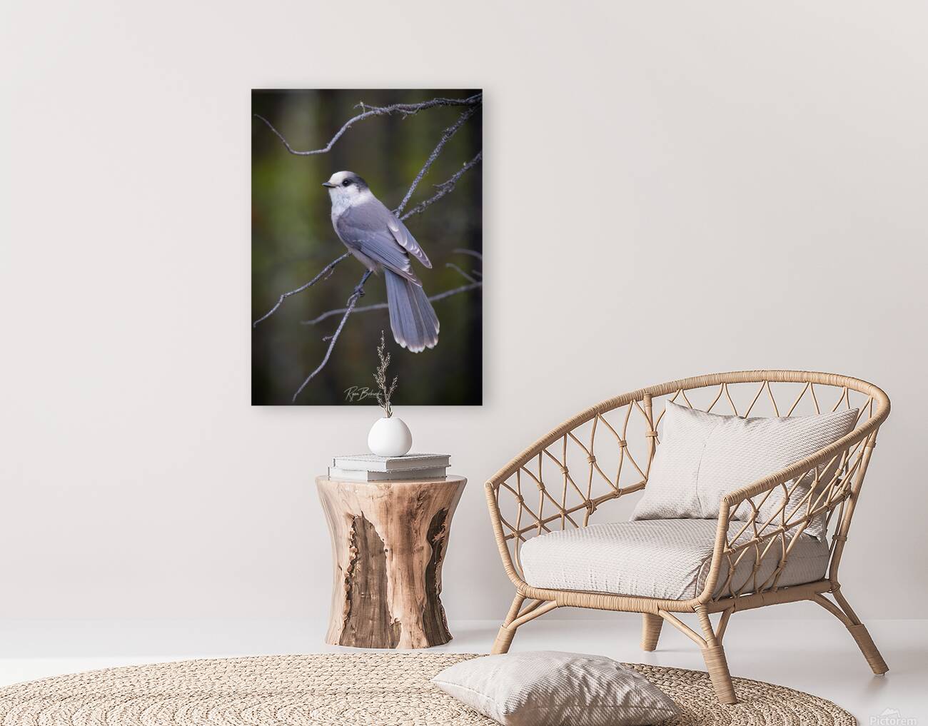 Grey Jay Reproduction
