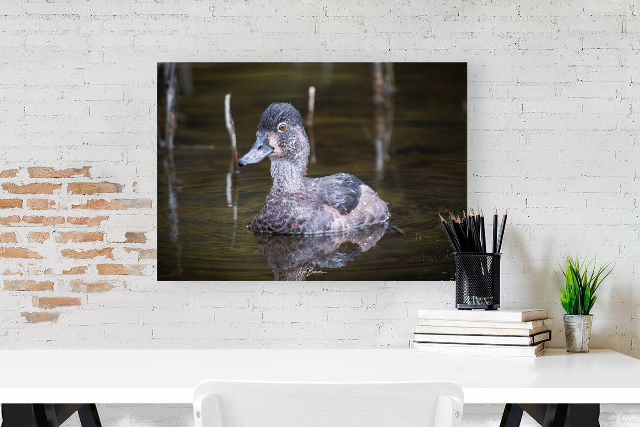 Water off a Ducks Back Reproduction