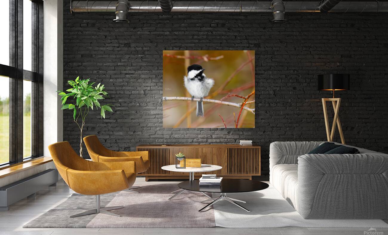 Black Capped Chickadee Reproduction