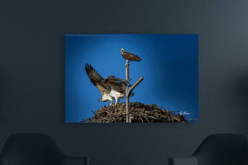 Osprey Nest by Ryan Bobroske Photography