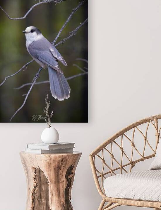 Grey Jay by Ryan Bobroske Photography