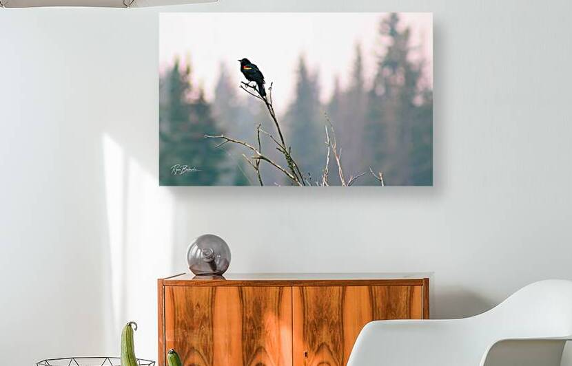 Morning Blackbird by Ryan Bobroske Photography