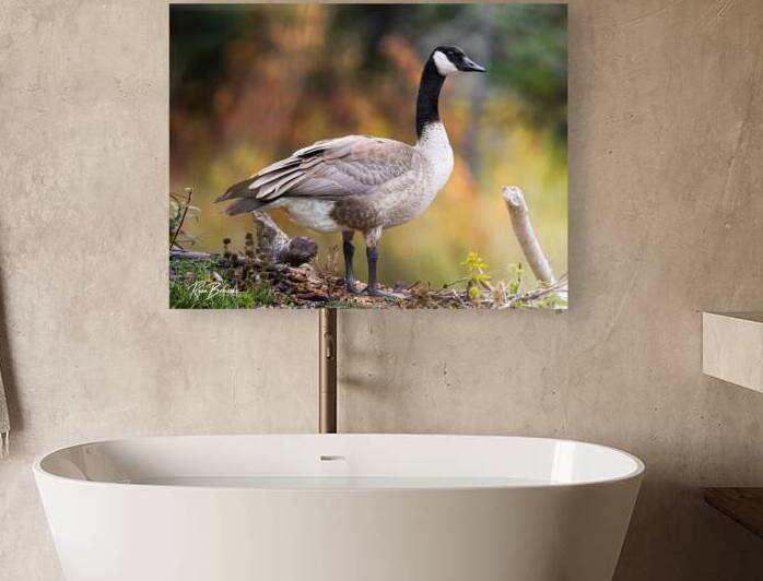 Autumn Goose by Ryan Bobroske Photography