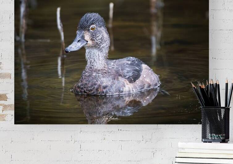 Water off a Ducks Back by Ryan Bobroske Photography