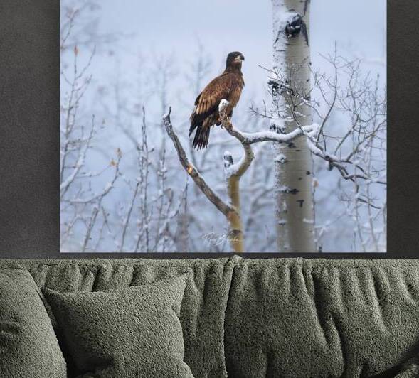 Young Eagle by Ryan Bobroske Photography