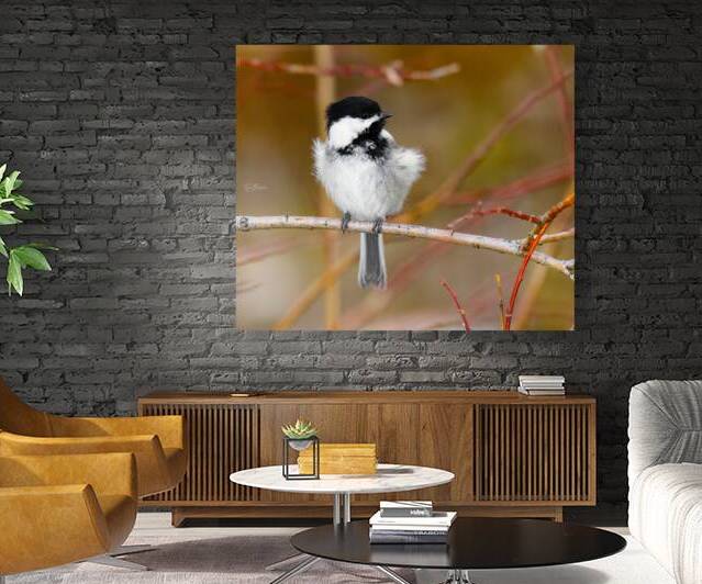 Black Capped Chickadee by Ryan Bobroske Photography