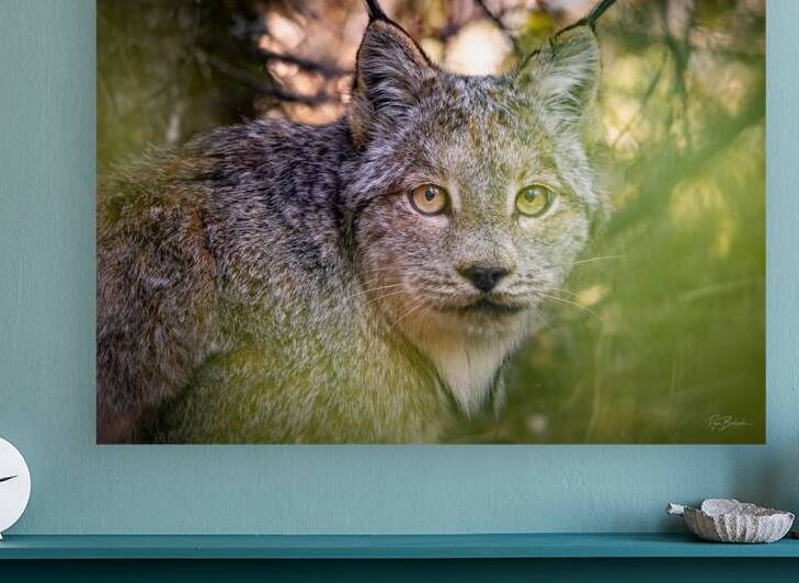 Eye Contact by Ryan Bobroske Photography