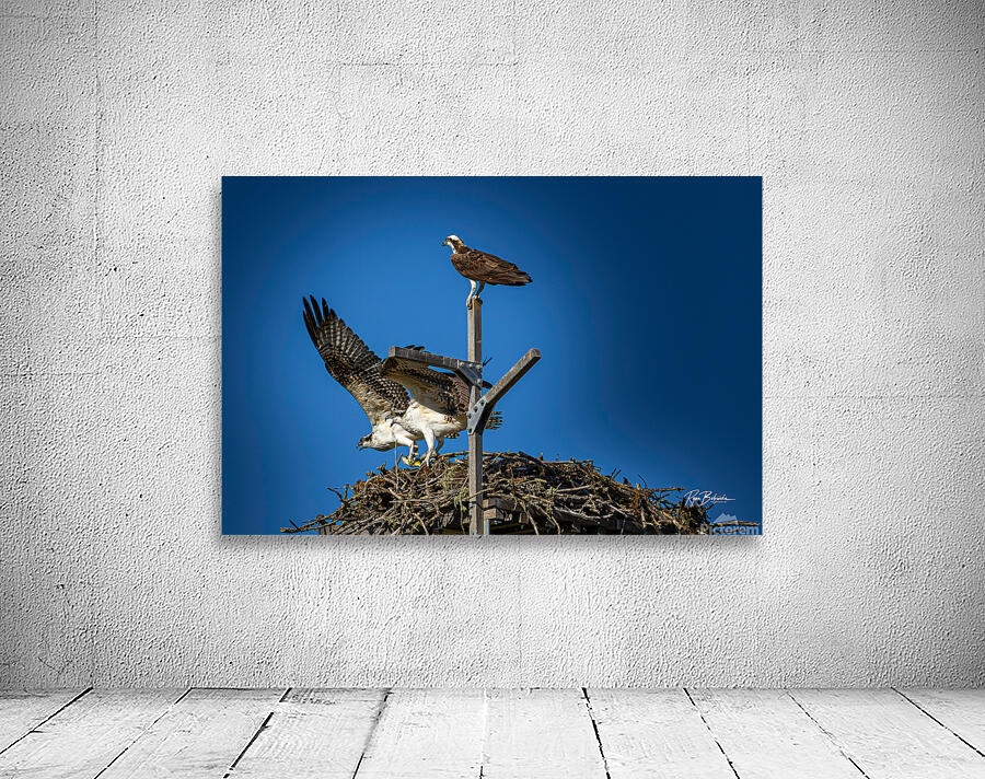Osprey Nest Wall Preview