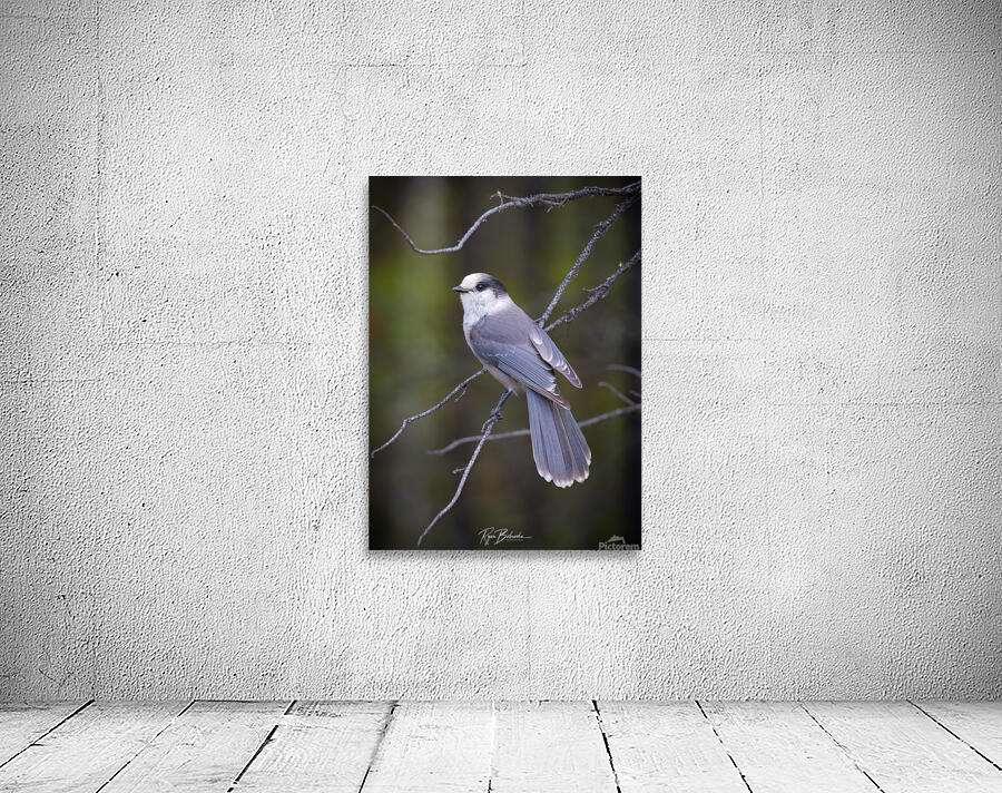 Grey Jay Wall Preview