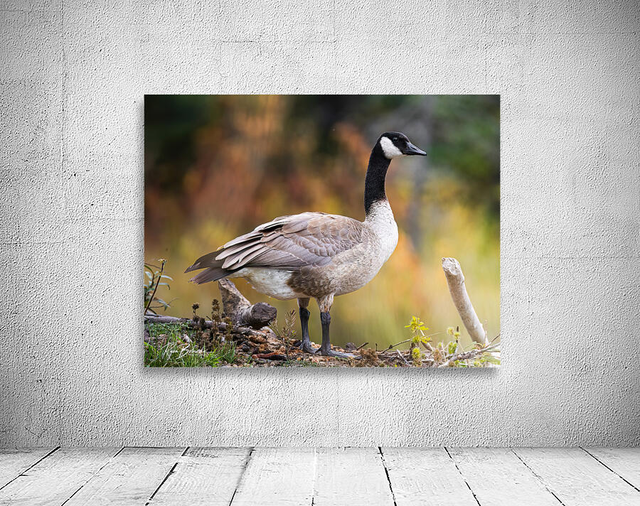 Autumn Goose Wall Preview
