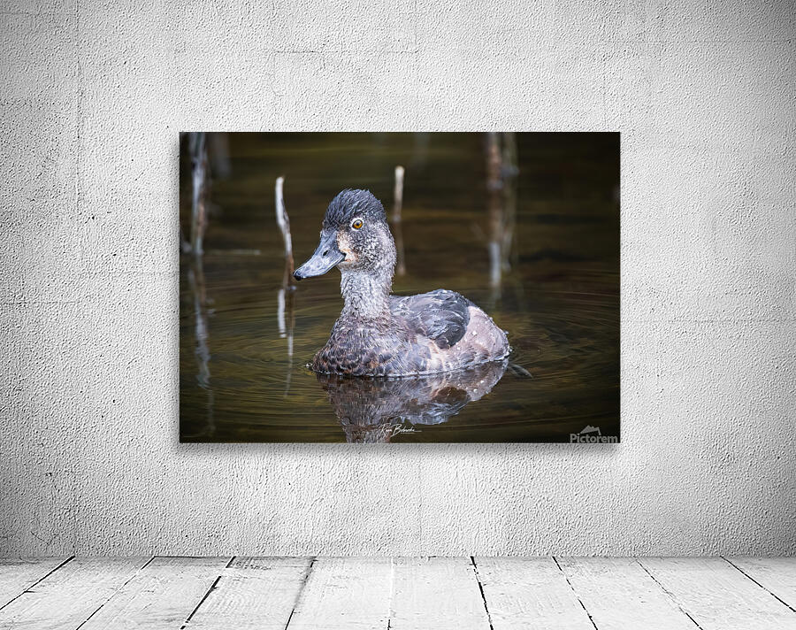 Water off a Ducks Back Wall Preview