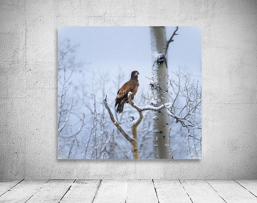 Young Eagle Wall Preview