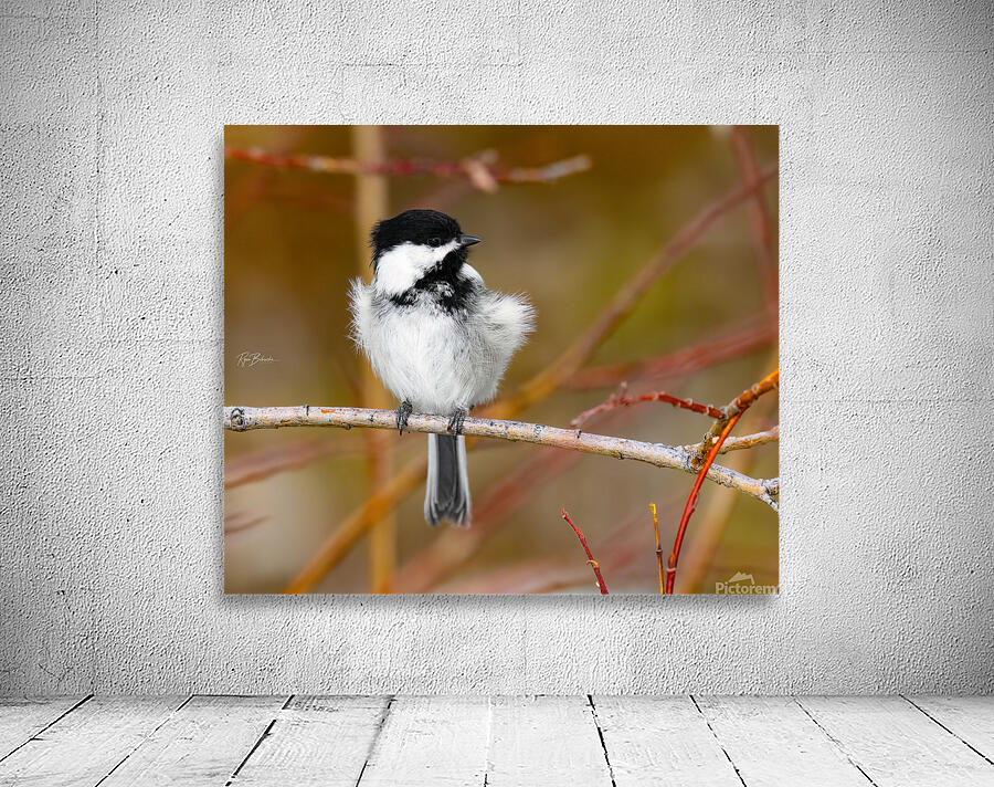 Black Capped Chickadee Wall Preview