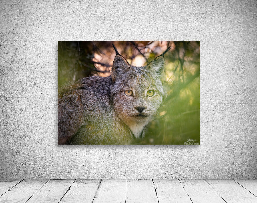 Eye Contact Wall Preview