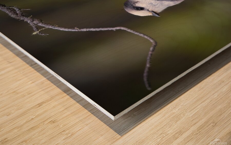 Grey Jay Wood print