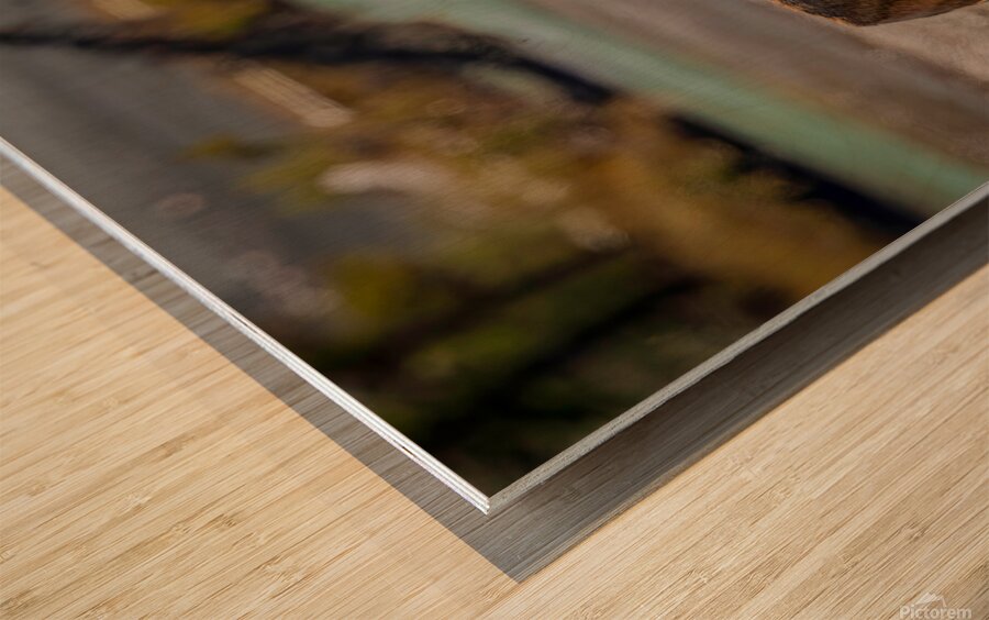 Scavengers Patrol Wood print