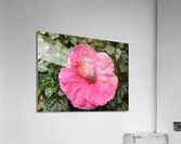 Hibiscus-1 Acrylic Print