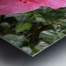 Hibiscus-1 Metal print