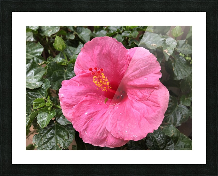 Hibiscus-1 Picture Frame print