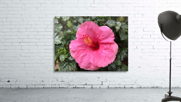 Hibiscus-1 Wall Preview