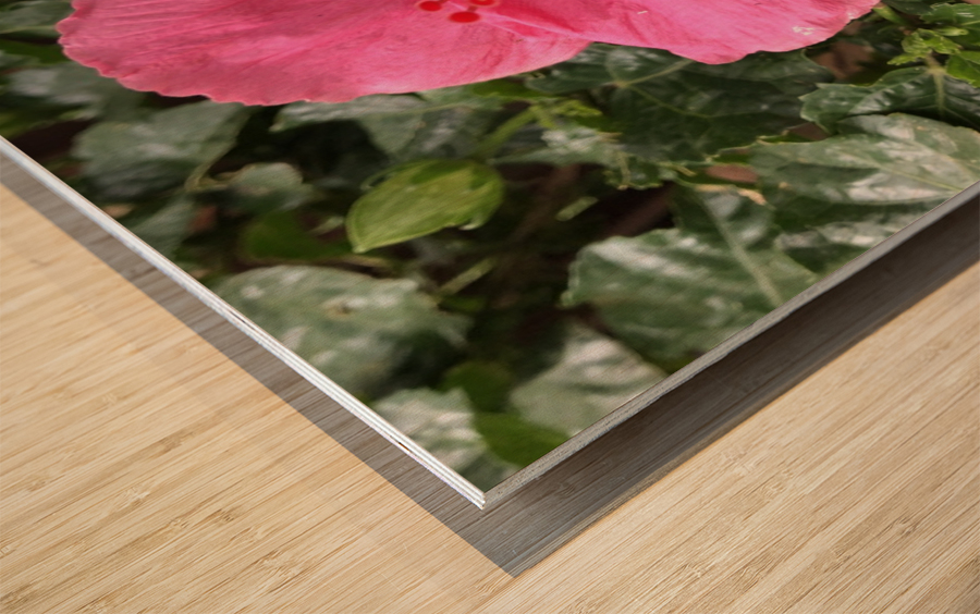 Hibiscus-1 Wood print