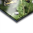 Butterfly Acrylic print