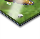 Butterfly Acrylic print