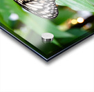 Butterfly 242 Acrylic print
