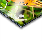 Butterfly 244 Acrylic print